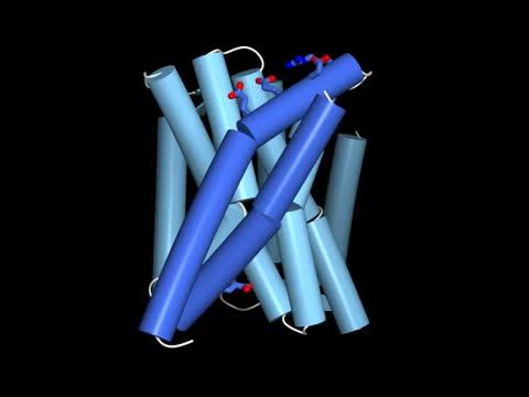 Insight into the Insides of An Important Transporter Protein