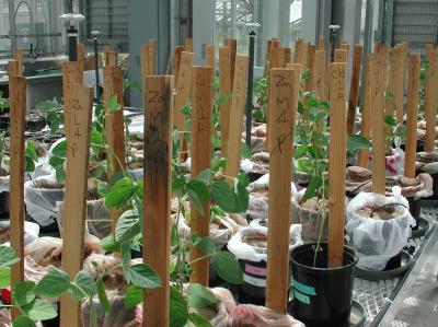 Greenhouse with Crop Cultures