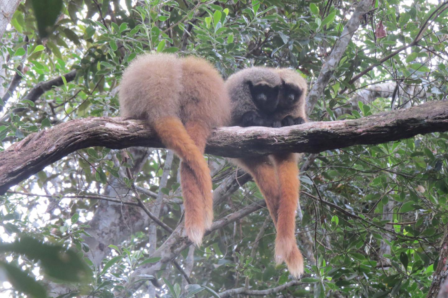 Titi Monkeys Use Probabilistic Predator Calls (4 of 14)