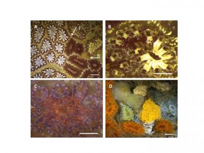 Sea Squirt (<i>Botryllus schlosseri</i>)