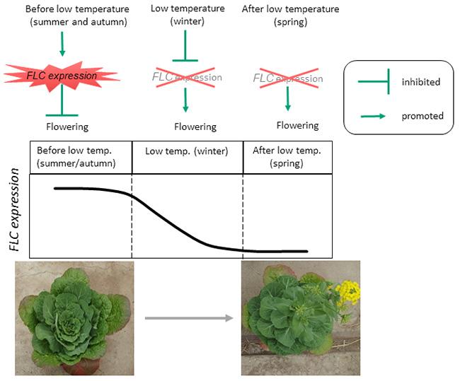 Floral Induction