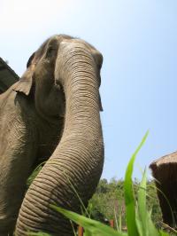 An Elephant (or Elephants) at the Golden Triangle Asian Elephant Foundation in Chiang Rai, Thailand