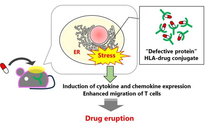 Elucidating the role of the human leukocyte antigen (HLA) proteins in drug eruptions