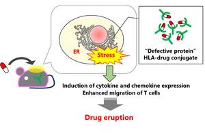 Elucidating the role of the human leukocyte antigen (HLA) proteins in drug eruptions