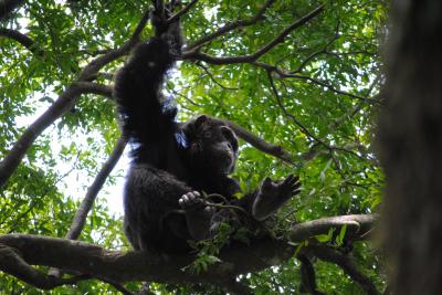 Adult Male Chimp in Ugandan Ironwood Tree