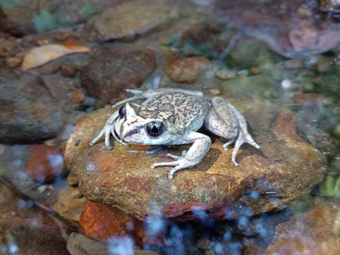 A female individual of Alsodes vittatus