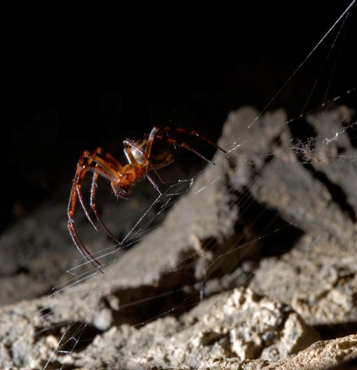 Graphene Make Spider's Silk Stronger
