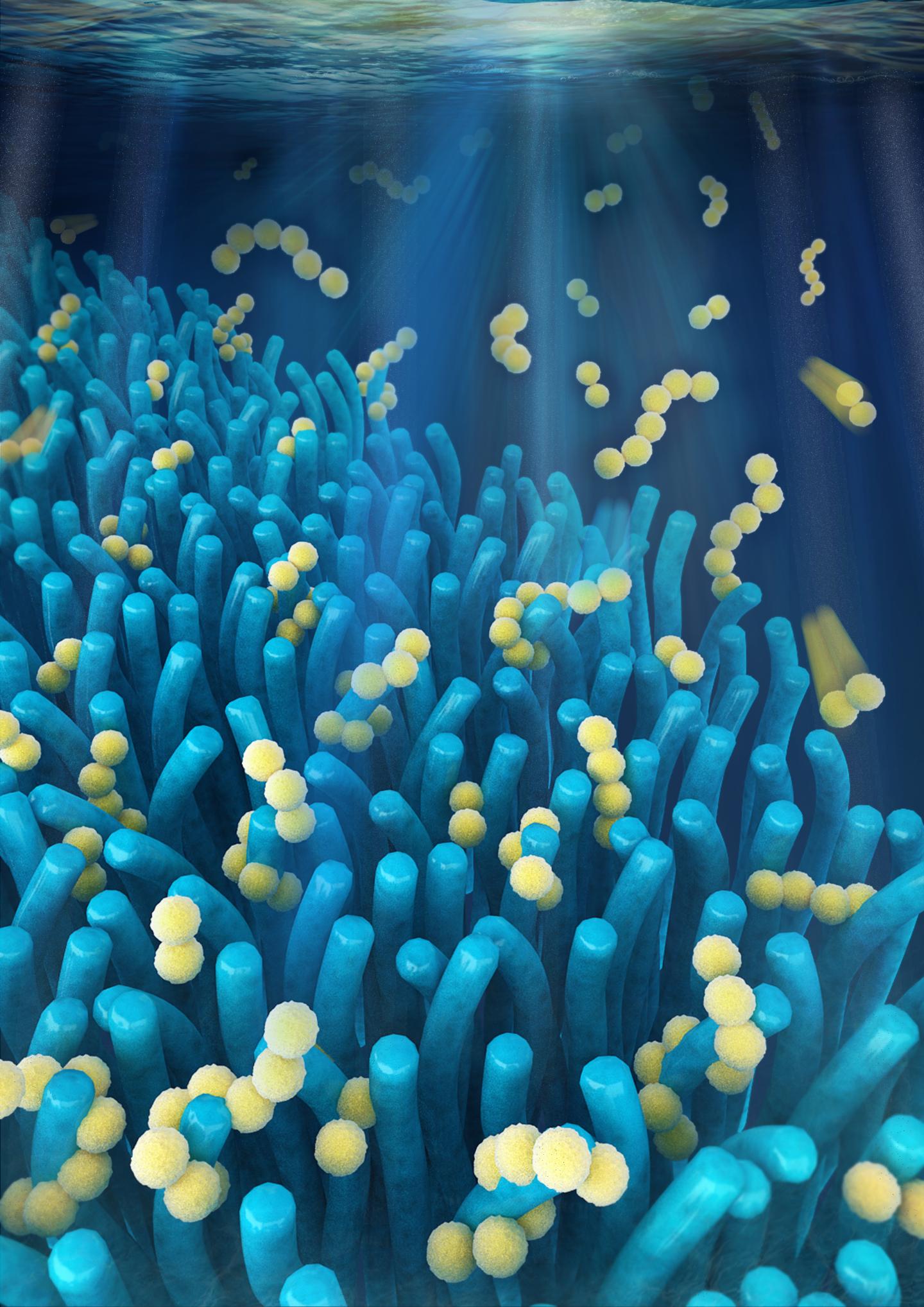 Computer Visualization of Villi-Like Battery Material