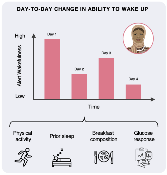 What affects an individual's alertness from day to day?