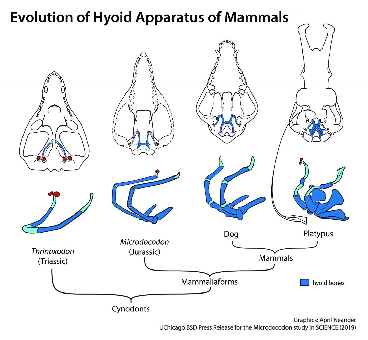 Mammalian Evolution and Triassic Cynodonts