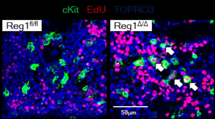 Detection of Proliferative HSPCs