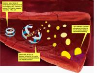 A Deadly Cascade: How Histones Cause Life-Threatening Bleeding