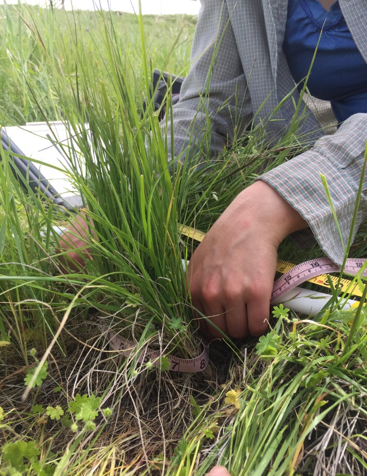 Purple needlegrass