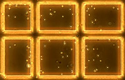 NIST, Army Researchers Pave the Way for Anthrax Spore Standards