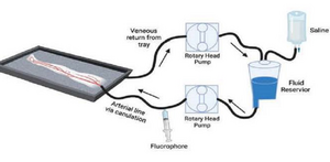 Perfusion of an amputated limb with saline and a fluorescent agent (i.e., fluorophore) administered via a dominant artery.