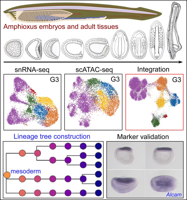 Amphioxus Sequencing Gives Insight on Vertebrate Evolution