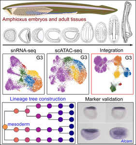 Amphioxus Sequencing Gives Insight on Vertebrate Evolution