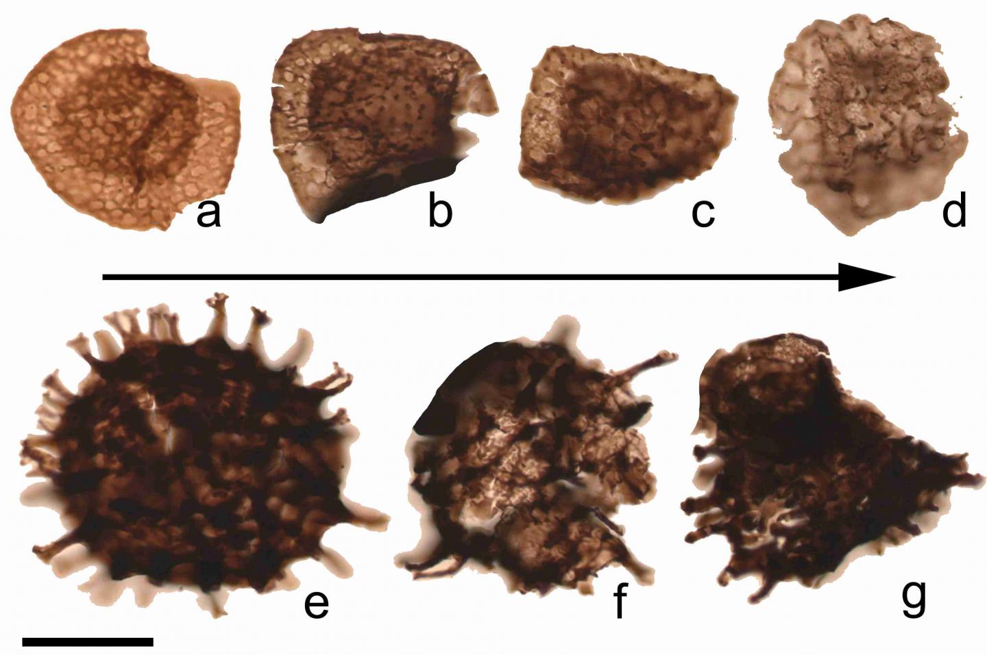 Fossil spores from the transitional layers between the Devonian and Carboniferous geological periods