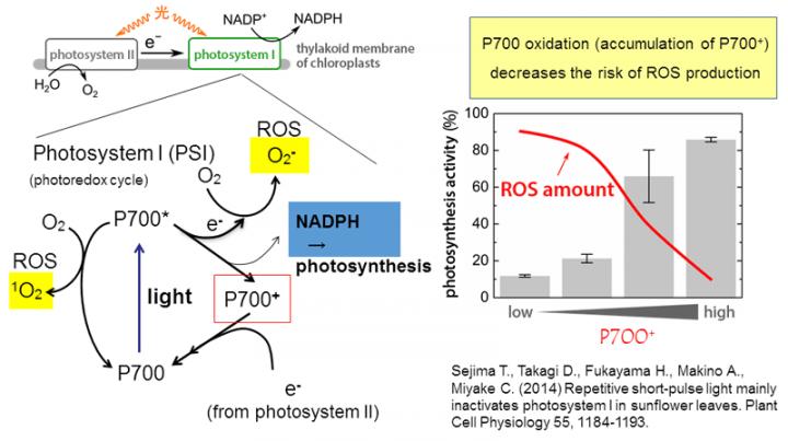 How Plants Prevent Oxidative Stress: Fig 1