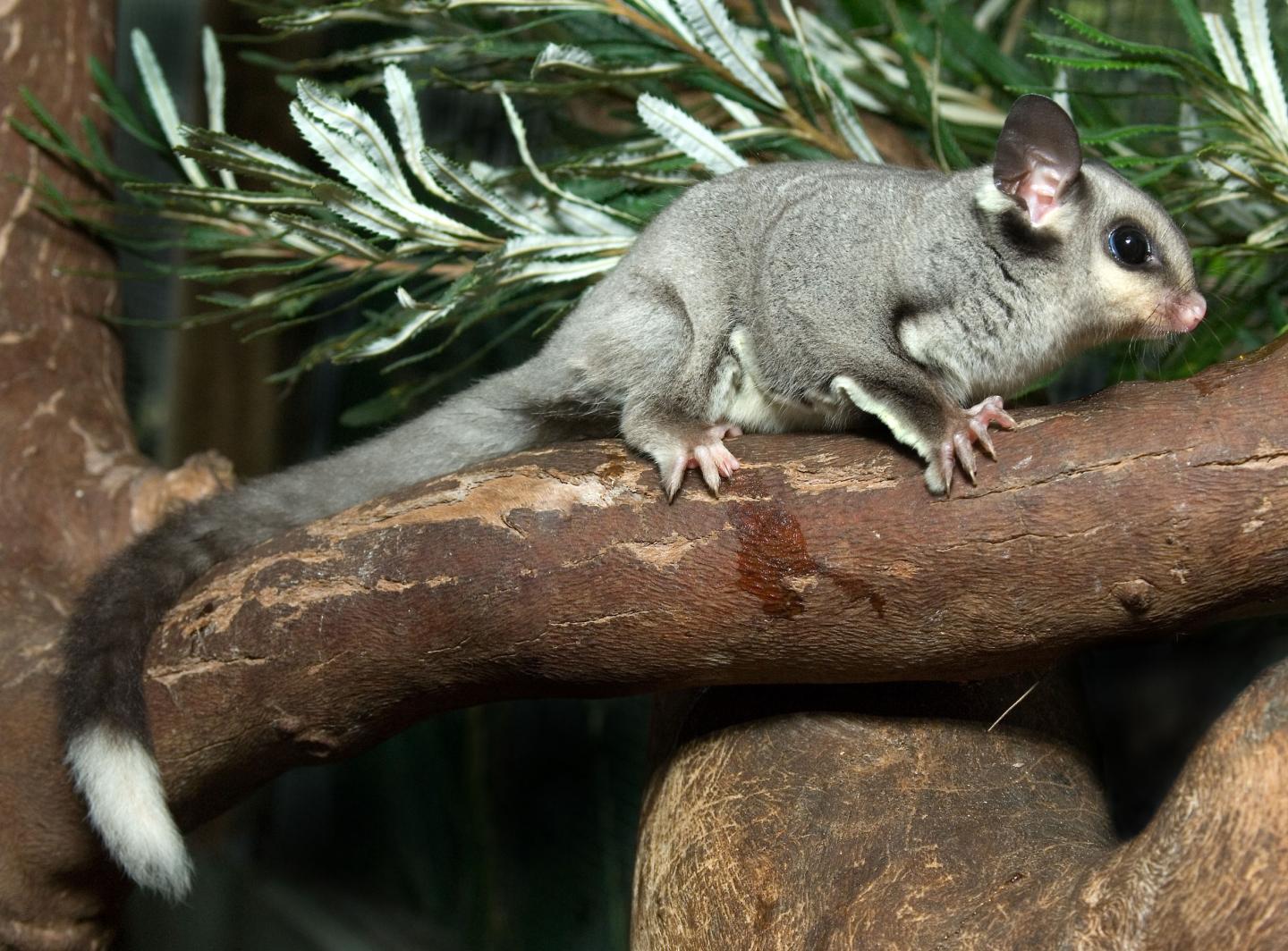 Squirrel Glider (<em>Petaurus Norfolcensis</em>)