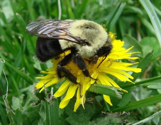 <em>Bombus impatiens</em>