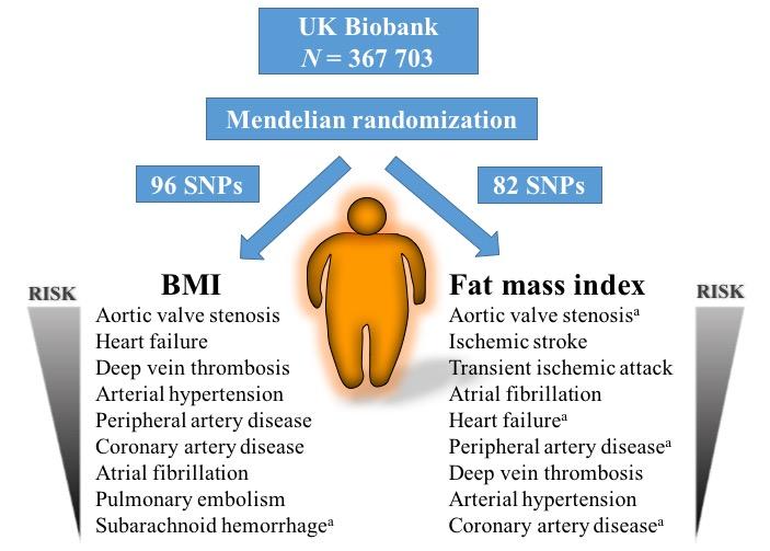 Excess Weight and Body Fat Cause Cardiovascular Disease