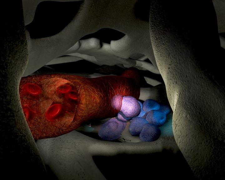 Hematopoietic Stem Cell