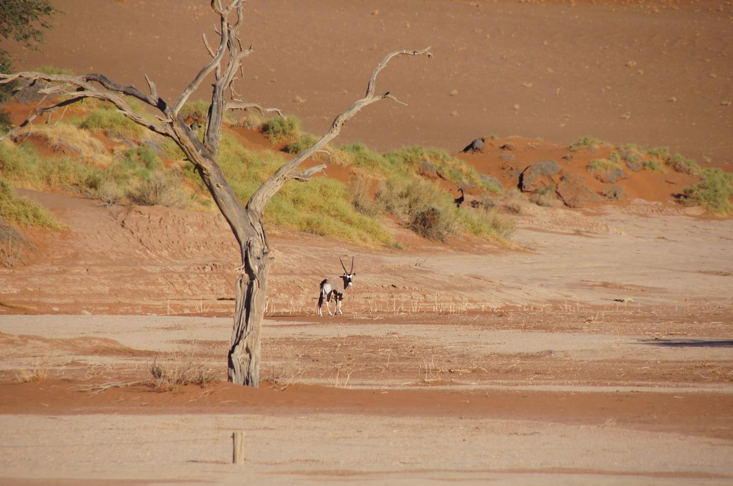 Clearing the Fog around Non-rainfall Water Sources for Drylands (5 of 6)