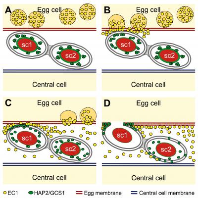 During Plant Fertilization, the Egg Leads (3 of 4)