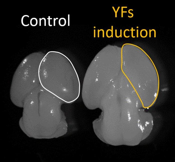 Investigadores de la Universidad de Barcelona rejuvenecen neuronas del cerebro a través de la reprogramación celular: más neuronas y más plasticidad cerebral