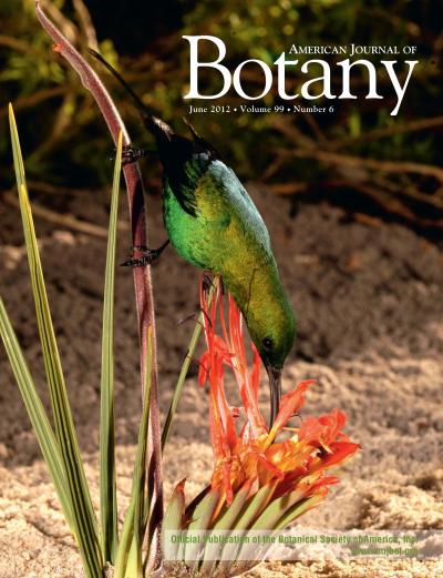 Male Malachite Sunbird Probing for Nectar from the Ground-Level Flowers of <i>Babiana ringens</i>
