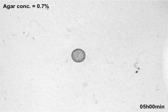 Biofilm Growing on Stiff Substrate