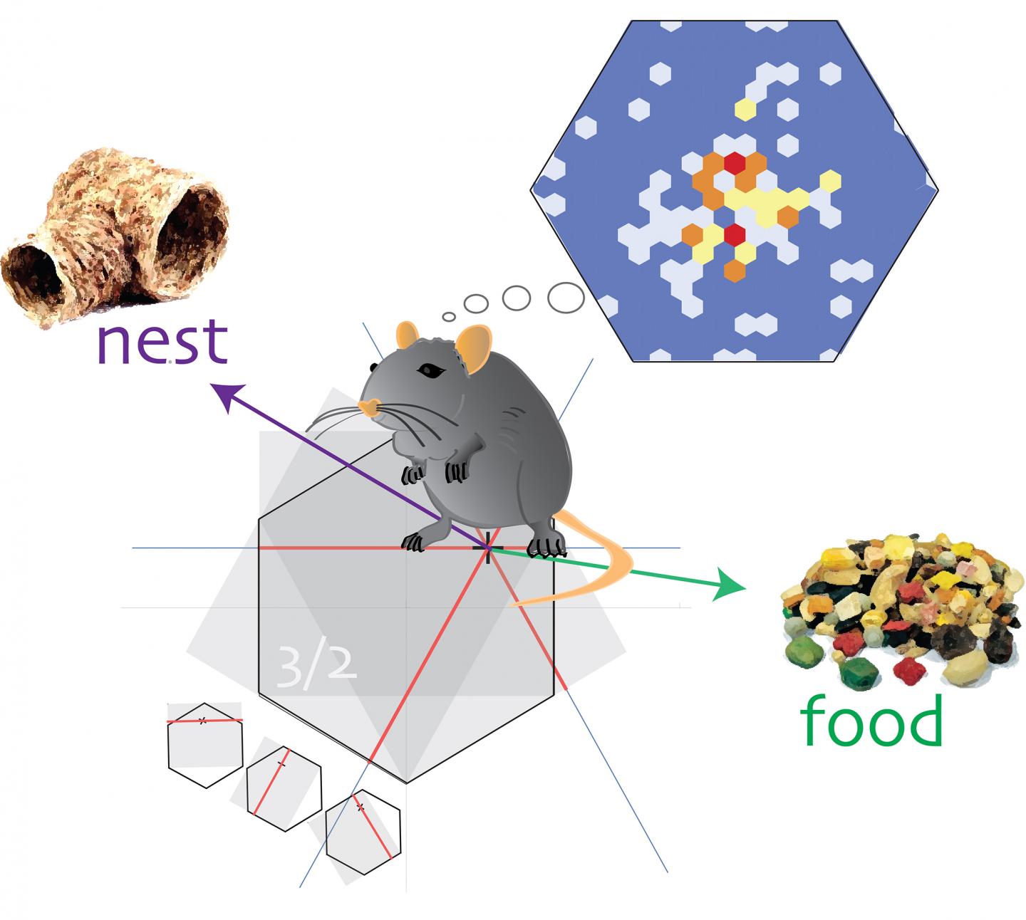 Connecting Multiple Spatial Scales to Decode the Population Activity of Grid Cells (2 of 3)