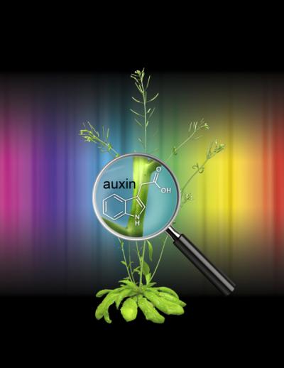 <I>Arabidopsis thaliana</I> (2 of 2)