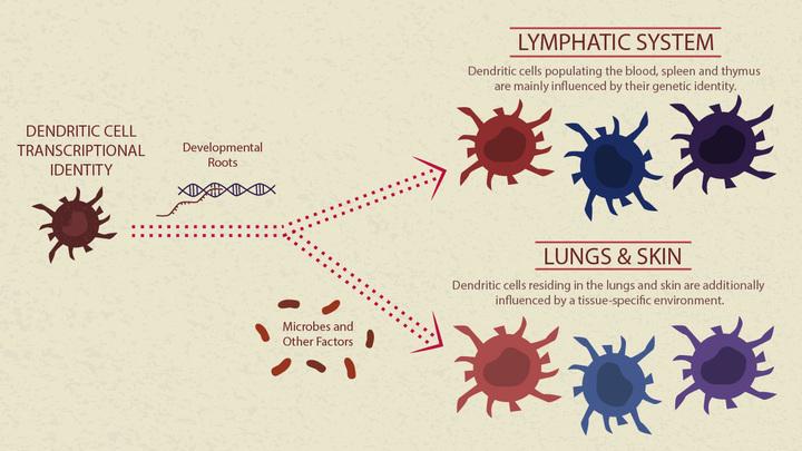 Origin and Environment Influence the Identity of Dendritic Cells