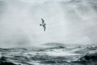 Seabirds, Plankton and Climate Change