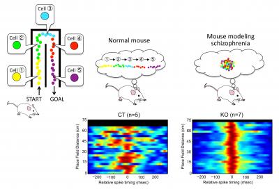 Abnormal Activity in Hippocampal Place Cells in Mice Modeling Schizophrenia