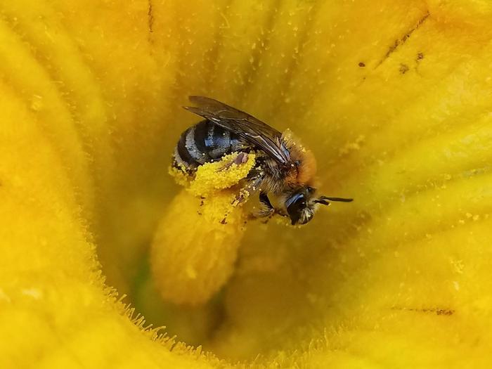 female squash bee [IMAGE] | EurekAlert! Science News Releases