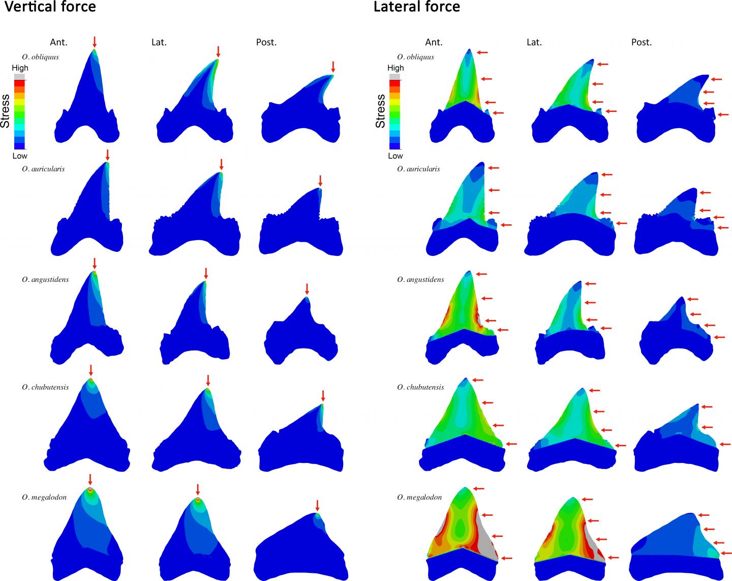 Finite element models of megatooth shark teeth