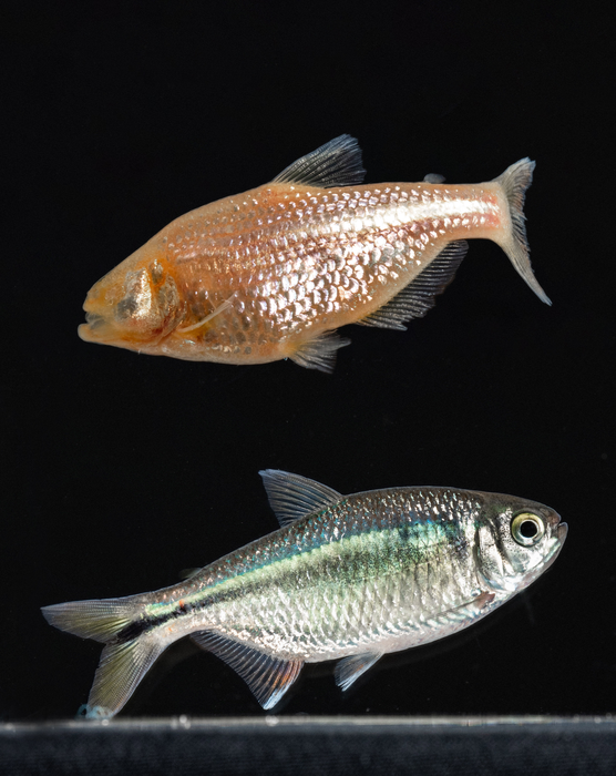 The remarkable evolution of the Mexican tetra fish Astyanax mexicanus