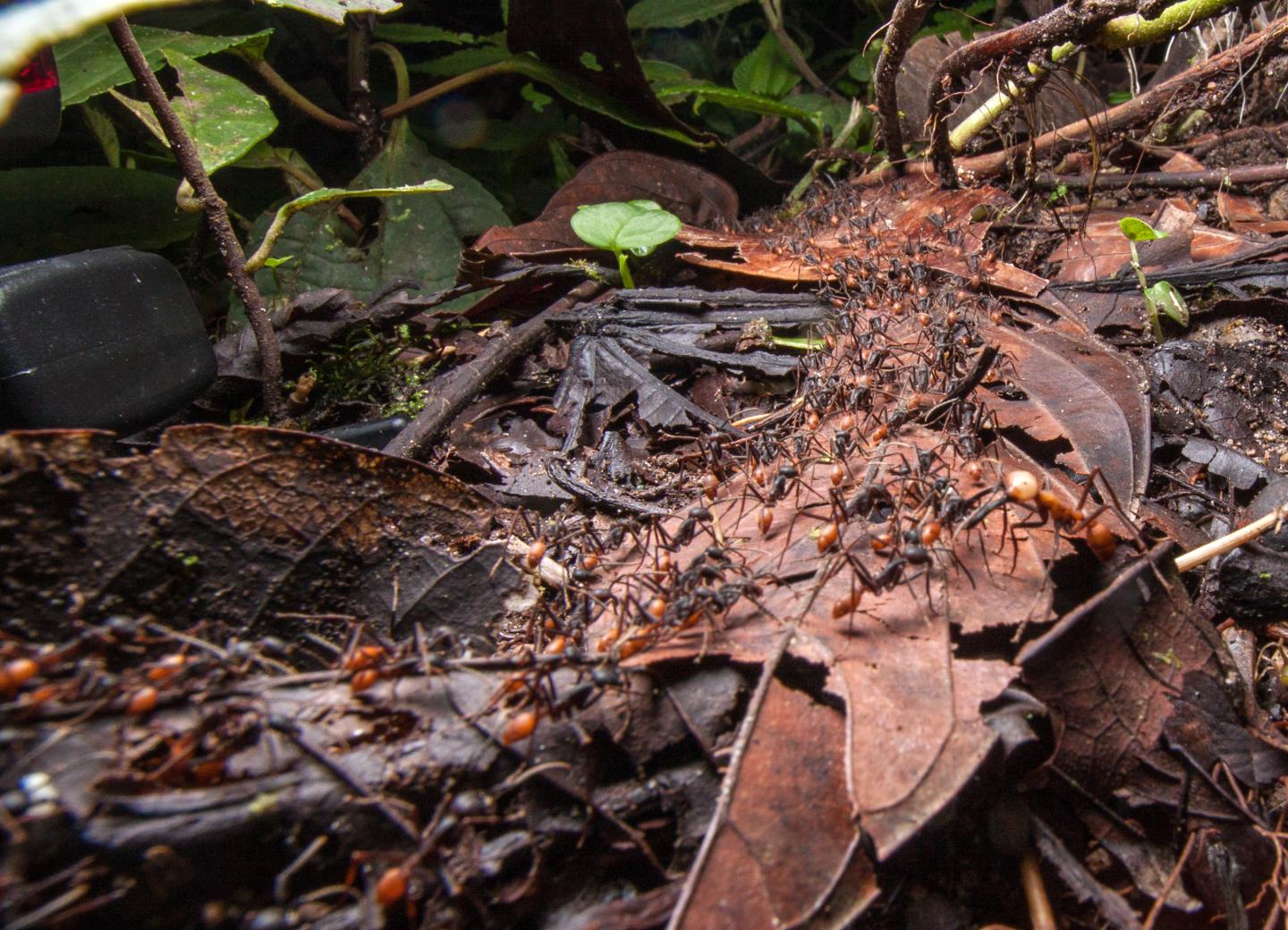 Neotropical Army Ants, Ecuador