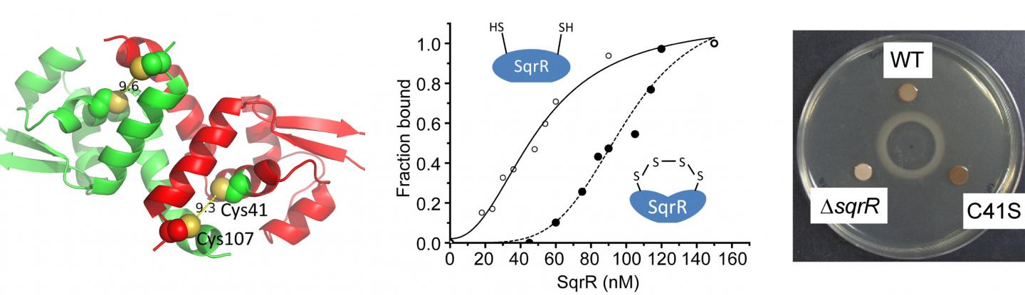 Action and Function of the Sulfide-Responsive Transcriptional Repressor Sqrr