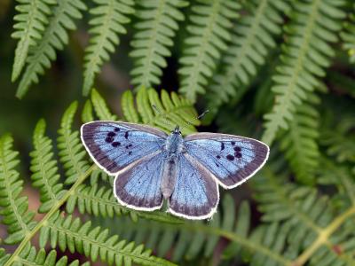 Maculinea arion (2 of 2)