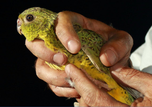 Night Parrot