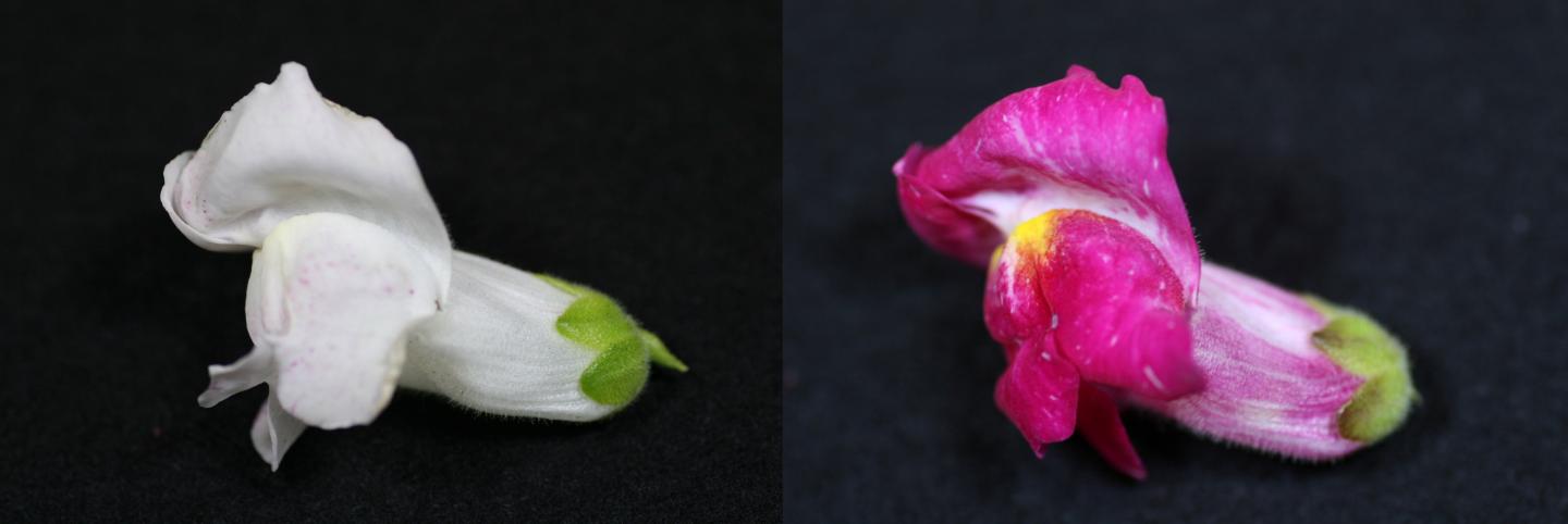 An <i>Antirrhinum</i> Line Exhibiting Different Petal Colors