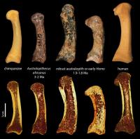 <i>Australopithecus africanus</i> Finger Bones