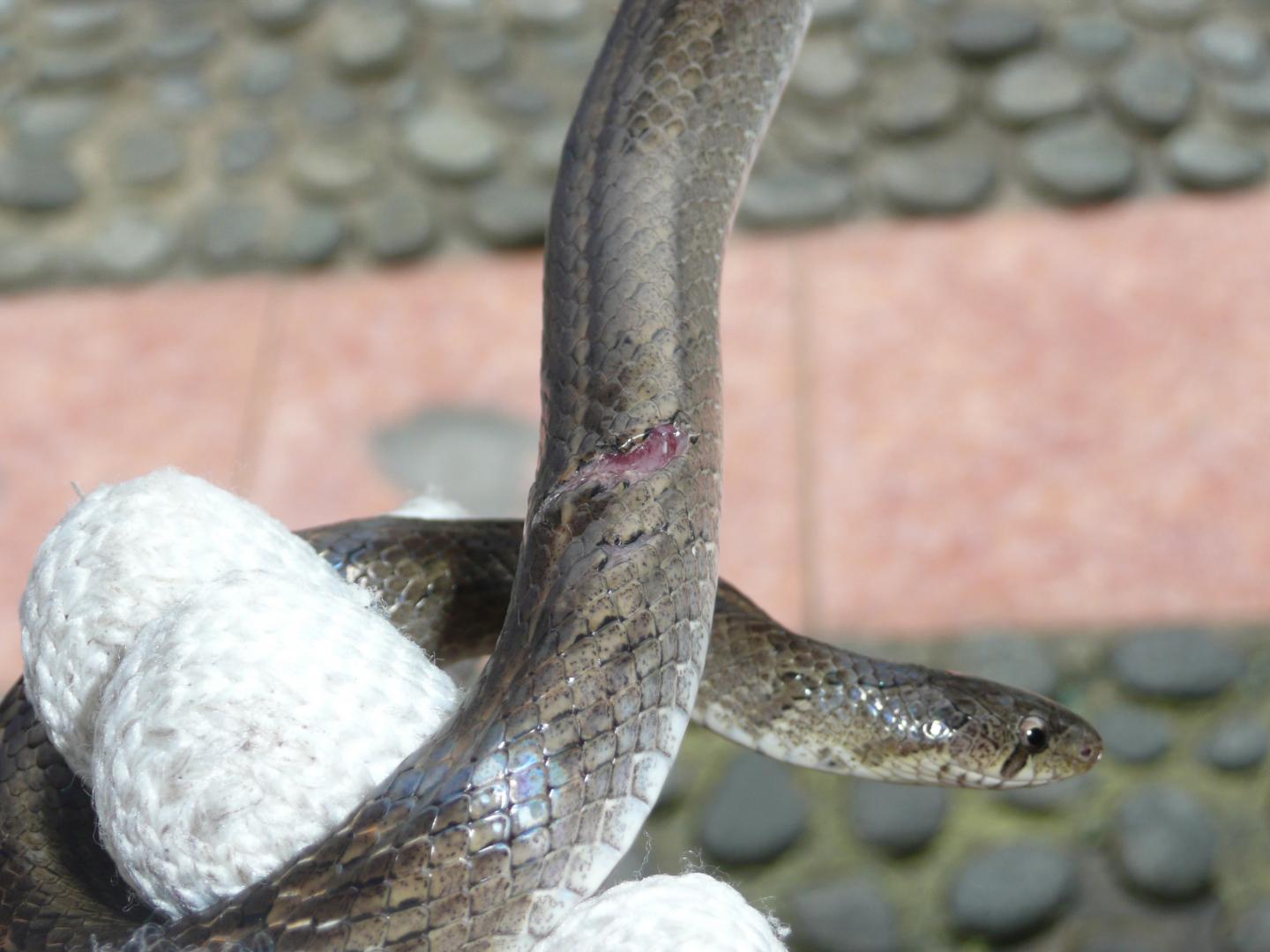 Snake Study Supports Longer Life for Less Agg EurekAlert!