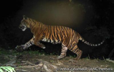 A Tiger Cub in Sumatra