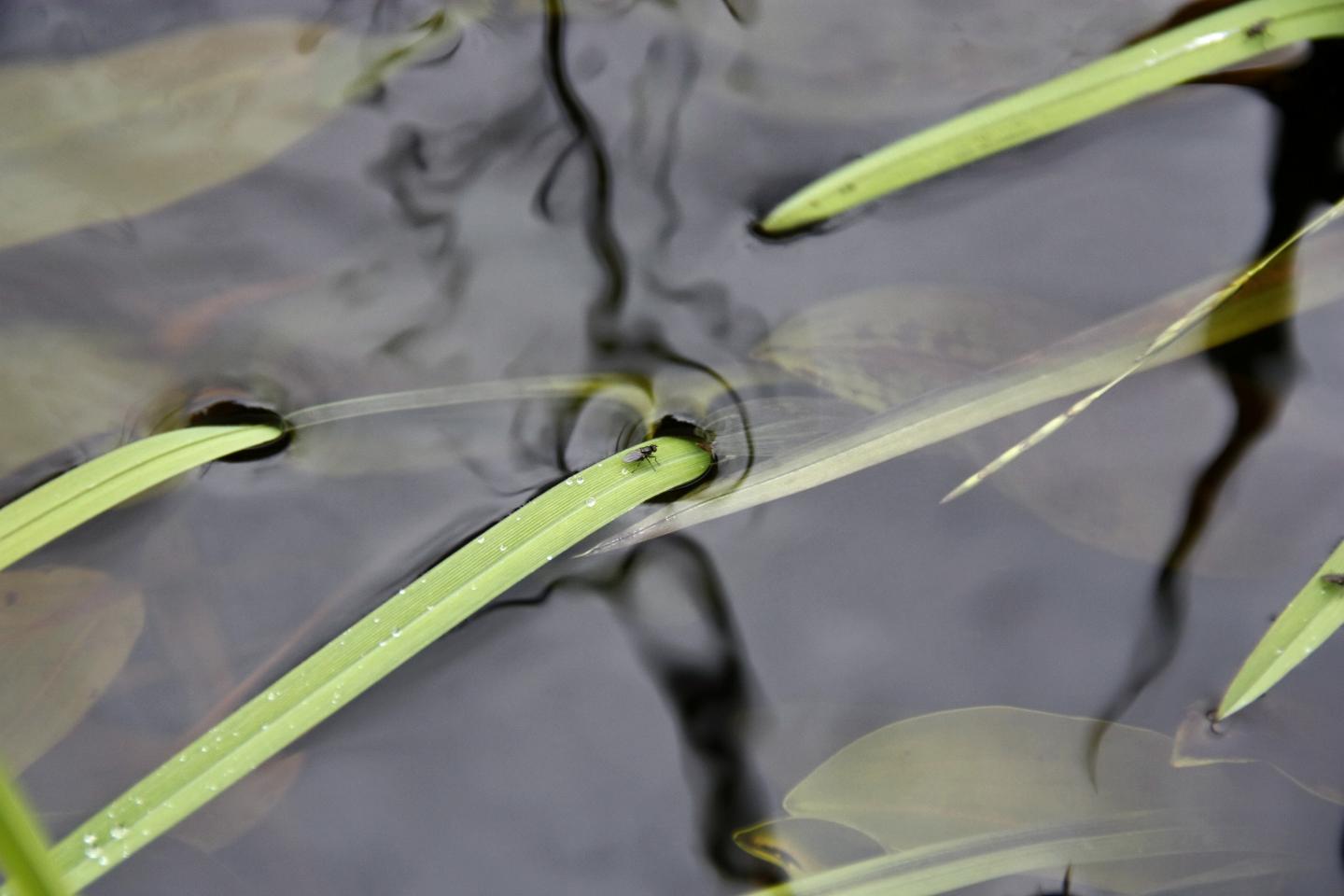 Fly on Floating Leaves