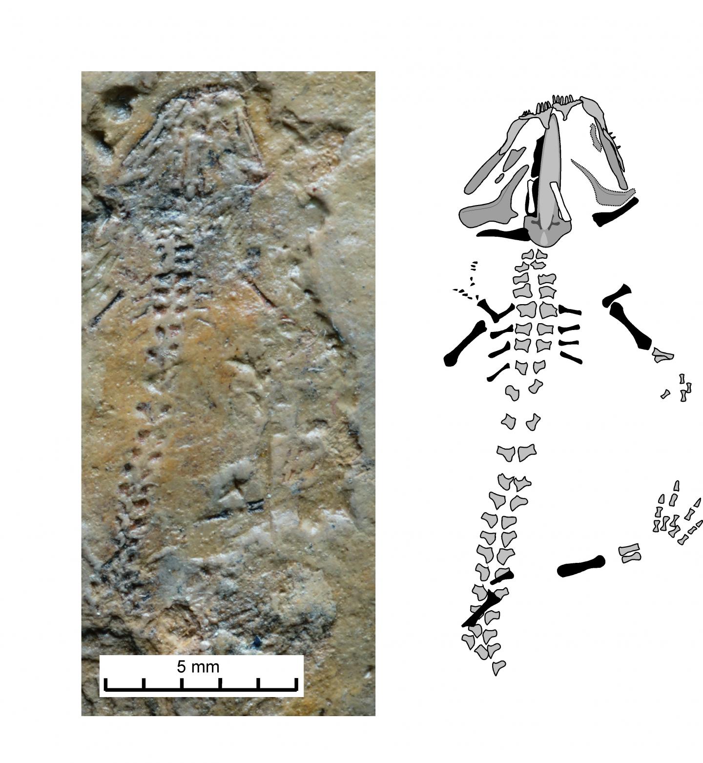 Fossilized Skeleton of Triassurus Sixtelae with Interpretive Drawing